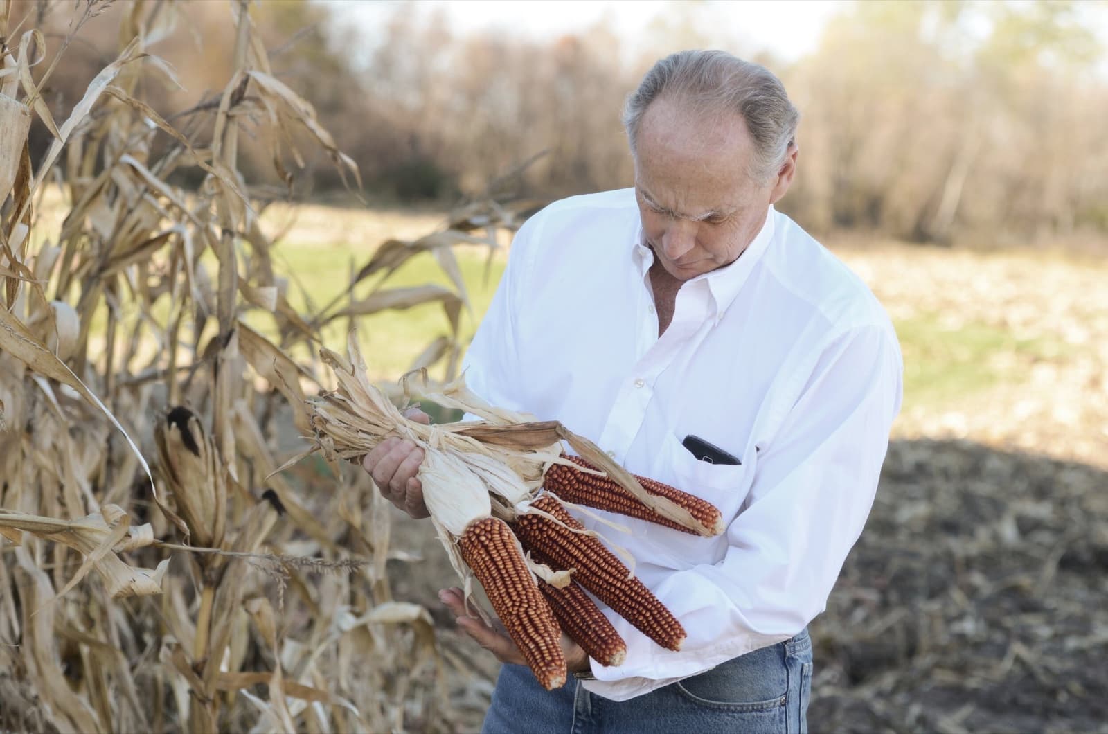 Joe Henry holding heirloom red corn ears in the family cornfield